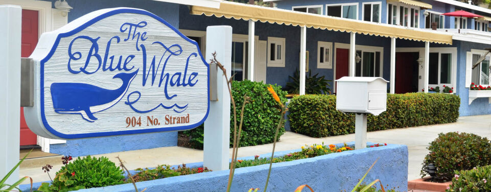 Blue Whale
