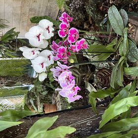 Naples Botanical Garden