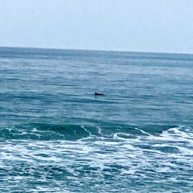 seeing dolphins from the balcony