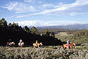 Area Horseback Riding