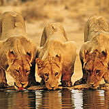 Sanbonani &mdash; African Wildlife