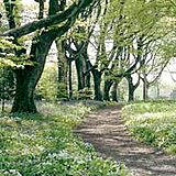Trelowarren