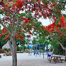 Ocean Pointe Suites at Key Largo — Playground