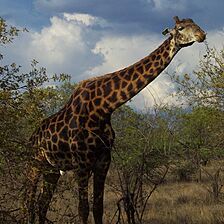 Dikhololo — African Wildlife