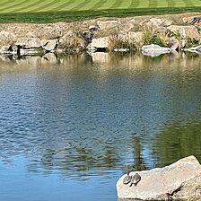 Turtles at the golf course