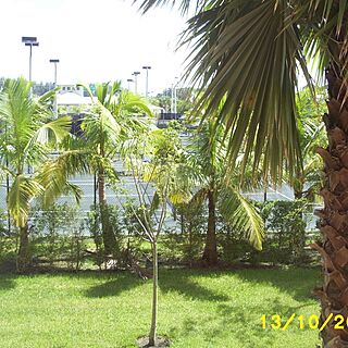 Vacation Village at Weston — - Tennis Courts