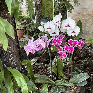 Naples Botanical Garden