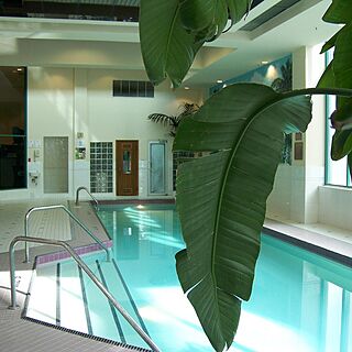 Vacation Internationale Rosedale on Robson — Pool
