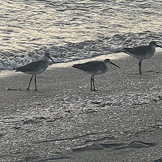 Beach friends