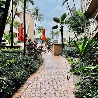 Tropical Path