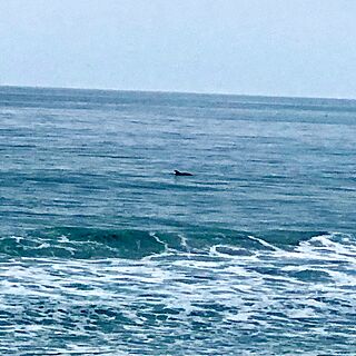 seeing dolphins from the balcony