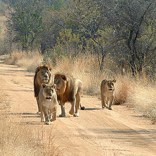 Mabula — Lions as seen in the lion park